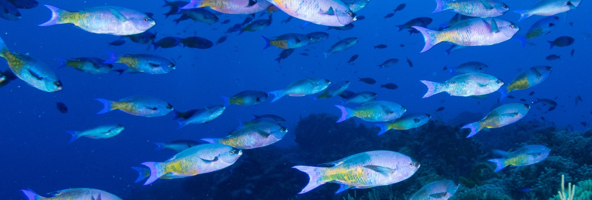 Your Guide to Diving Cozumel