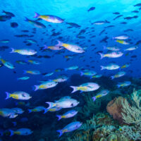 A school of fish in Cozumel
