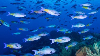 A school of fish in Cozumel