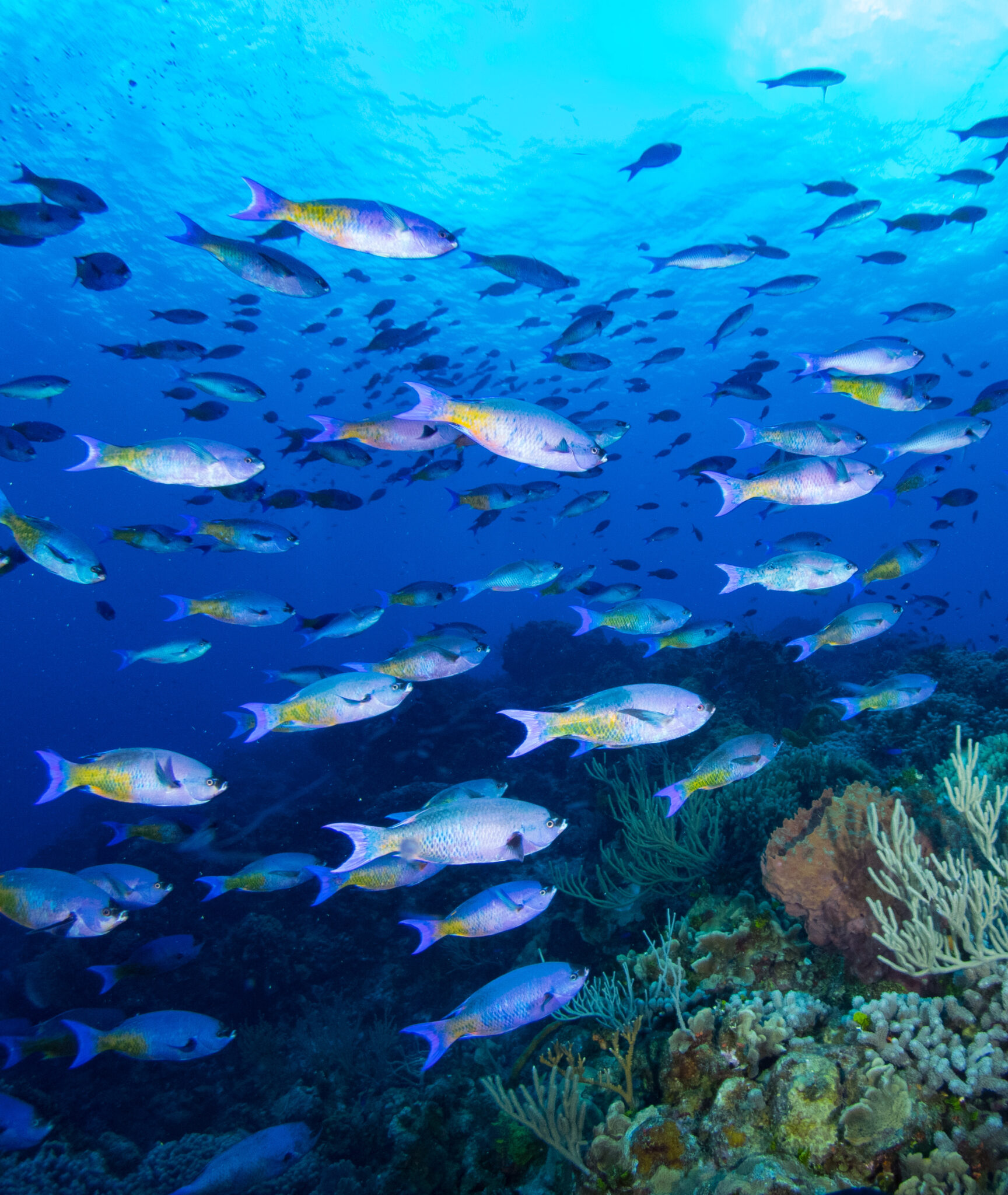 Cozumel Diving What You Need to Know