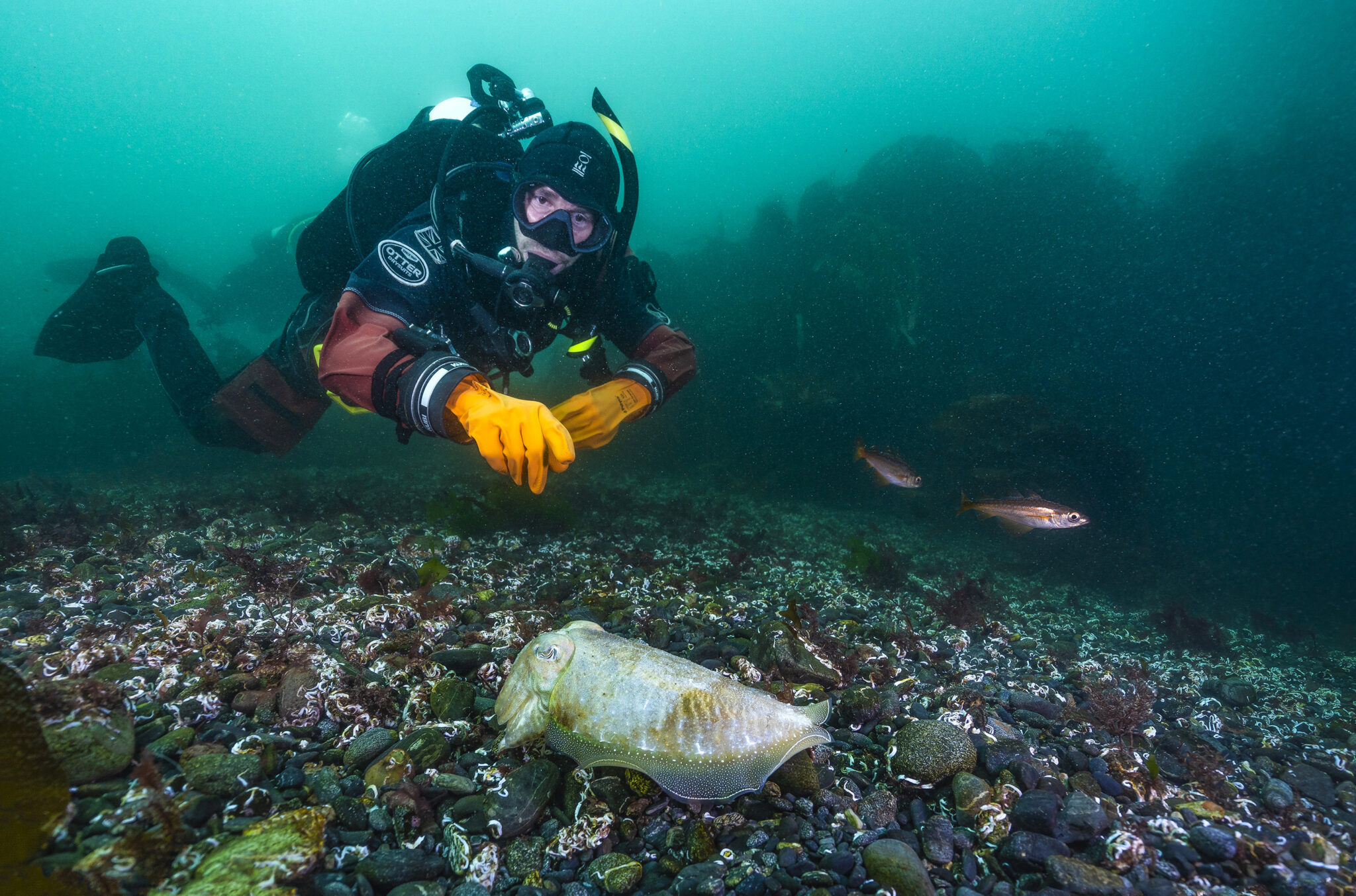 A scuba diver points to a common cuttlefish underwater in the UK