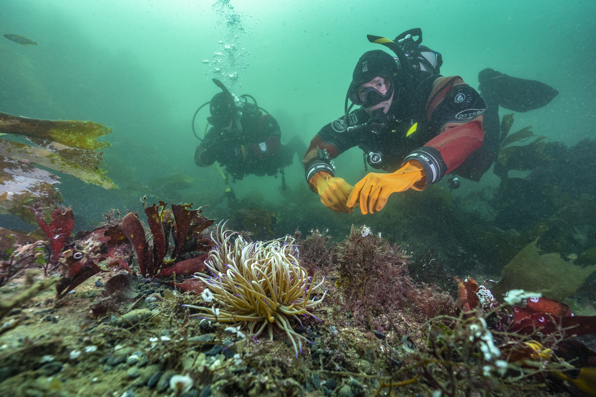 A diver looks at an anemone in the UK