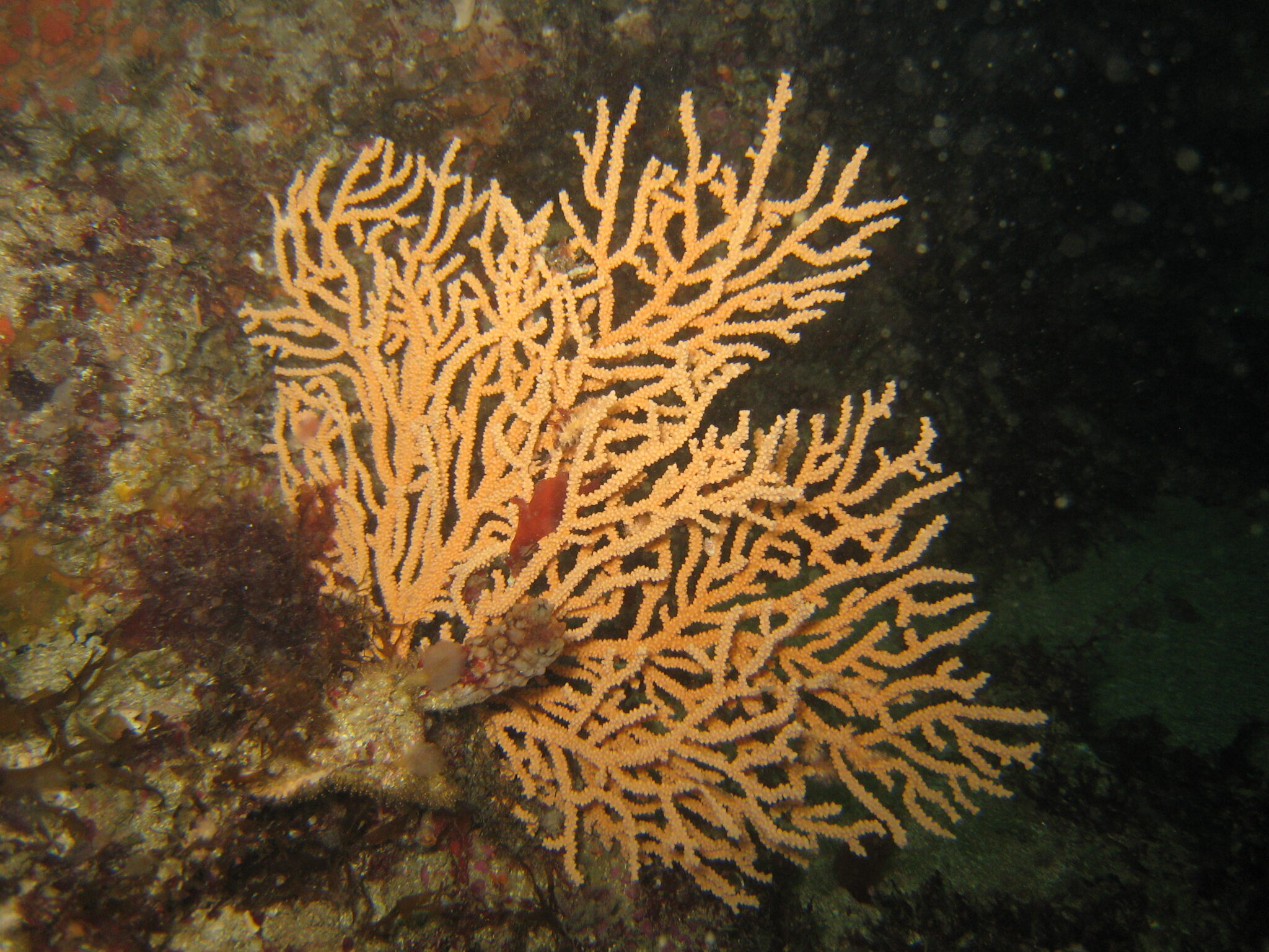 pink sea fan in scotland