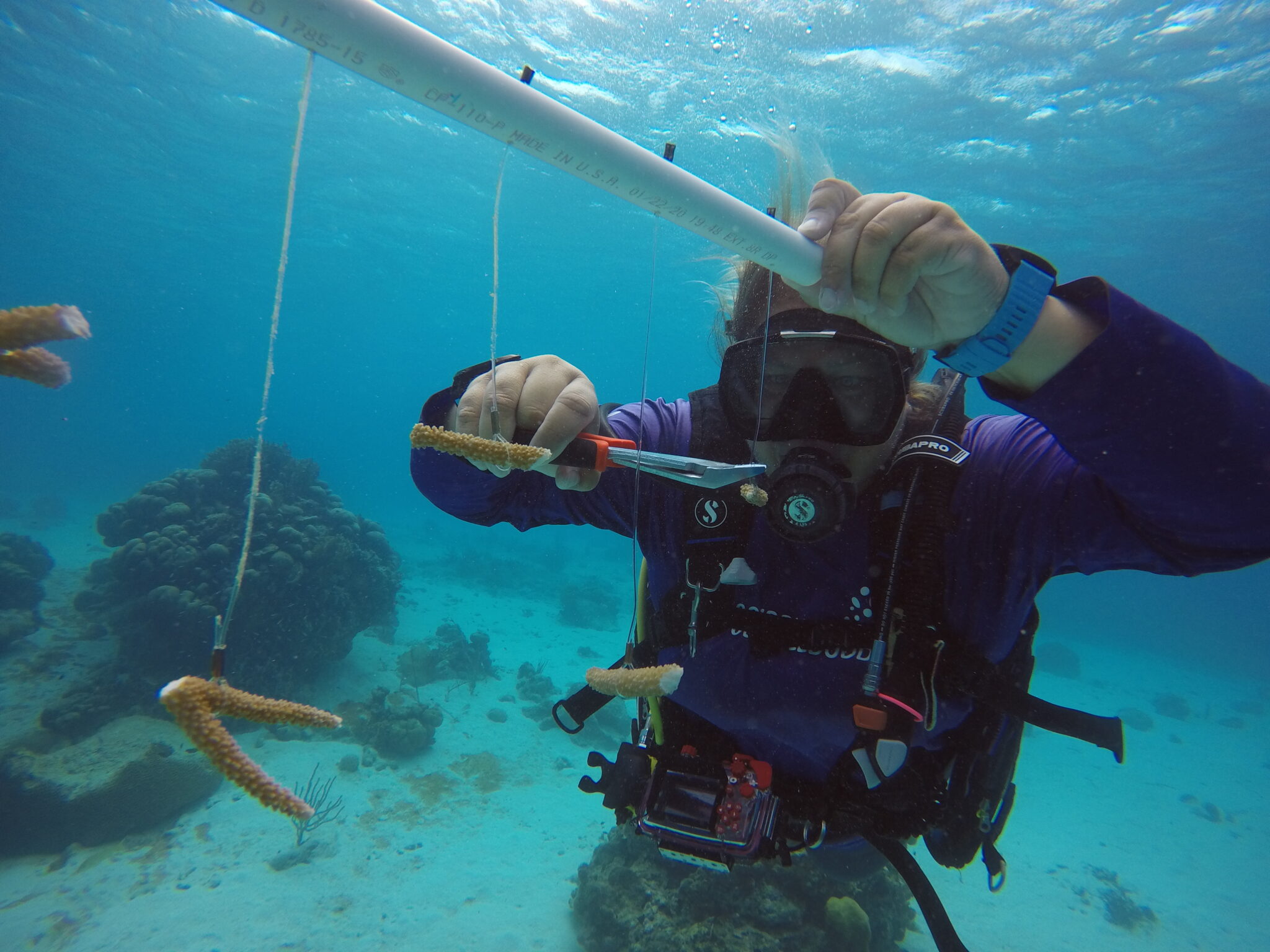 Nicole Danser farms new coral growths underwater in the Caribbean