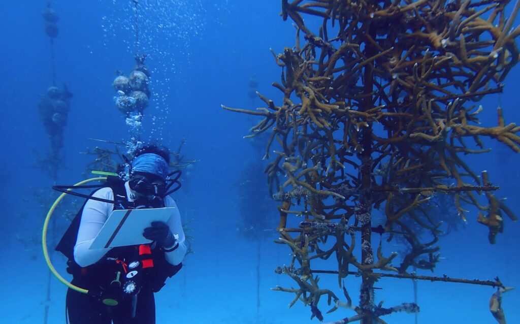 A diver takes down measurements in a coral nursery in the Florida Keys.