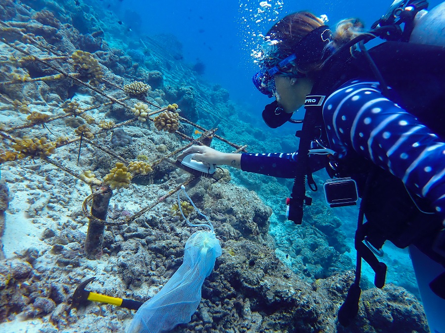 A woman diver cleans wire in a coral nursery in the Maldives.