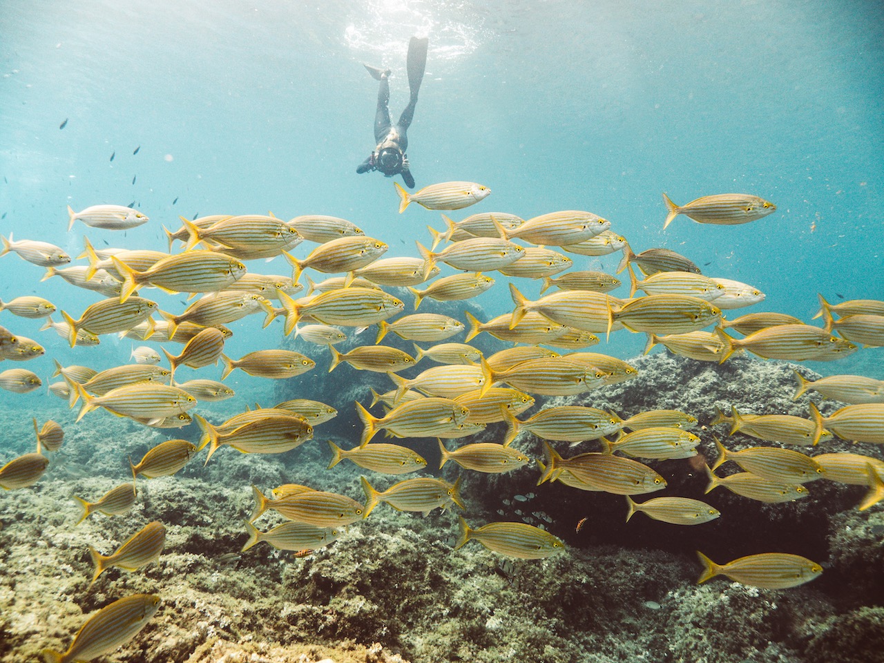 a freediver dives down to take a look at a yellow school of fish