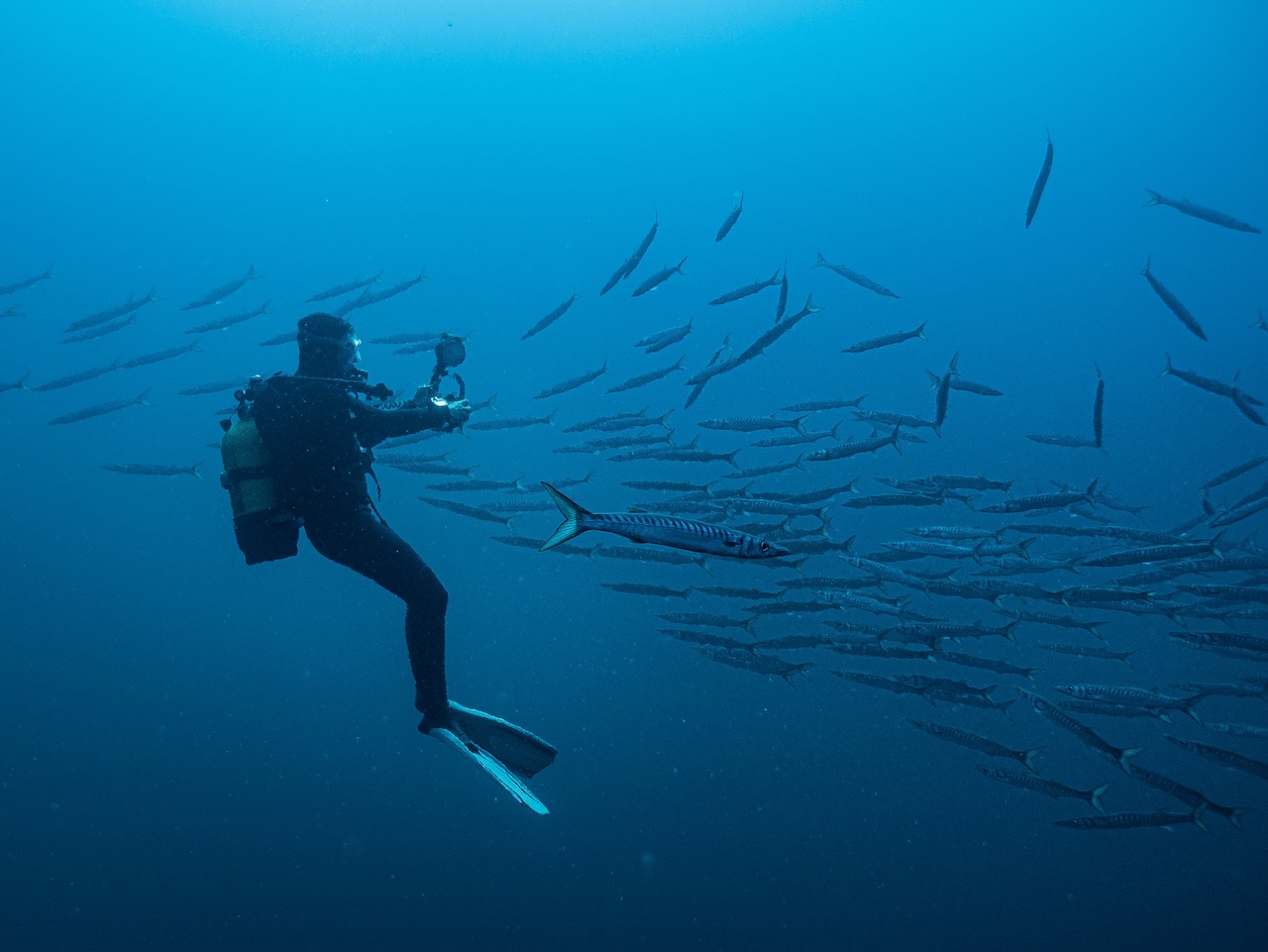 a scuba diver photographs a school of fish