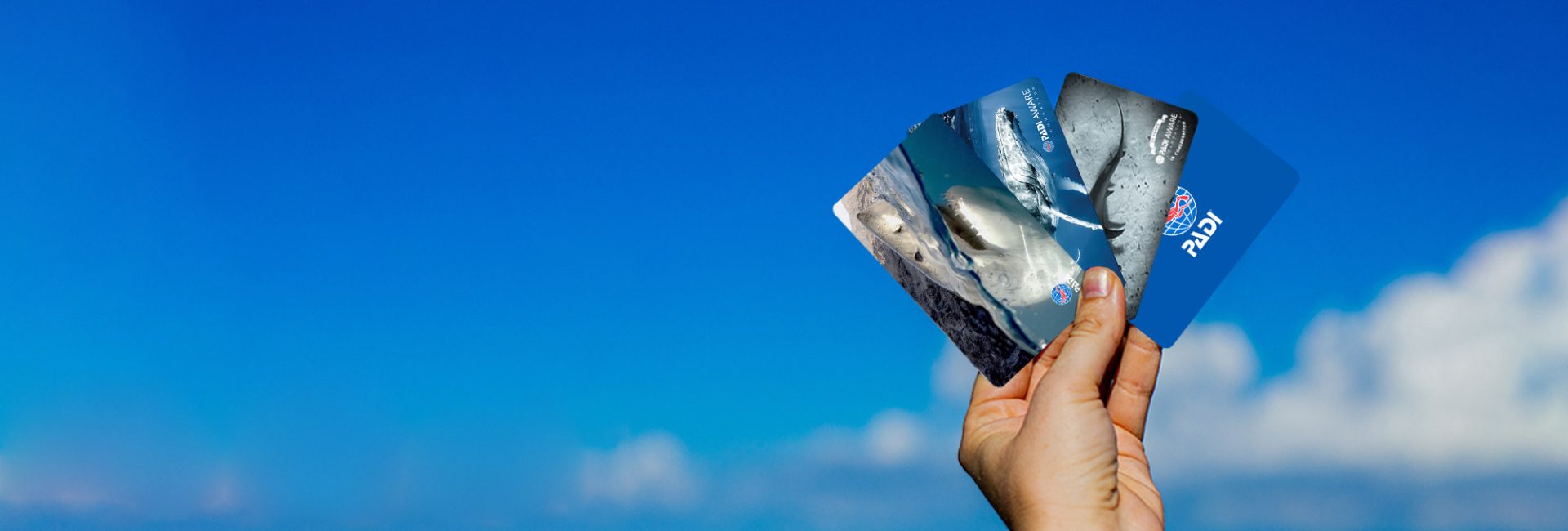 How to Identify a Diver License