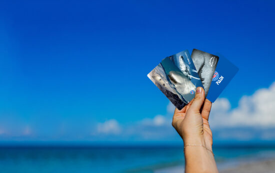 A hand holds up four PADI certification cards