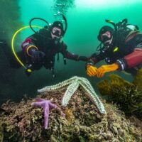 Two drysuit divers in Cornwall, UK, looking at seastars while scuba diving in cold water