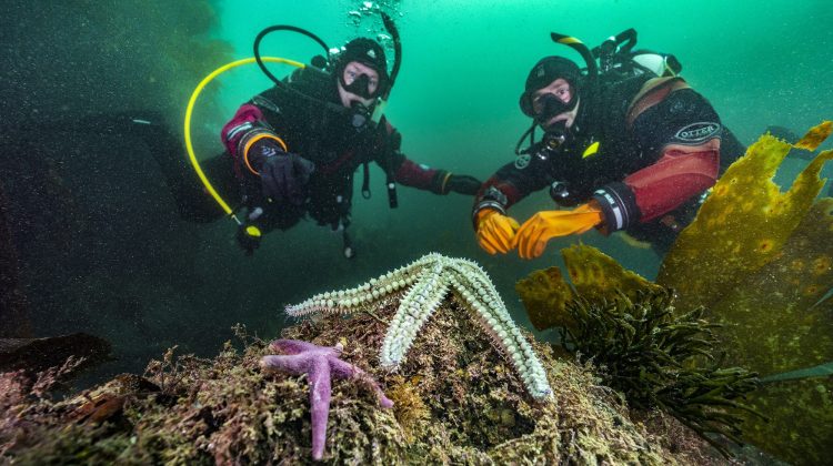 Two drysuit divers in Cornwall, UK, looking at seastars while scuba diving in cold water
