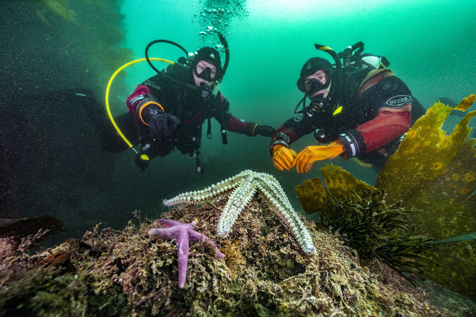 Two scuba divers in dry suits who are exploring marine life in the UK and Ireland during their PADI Open Water Diver course