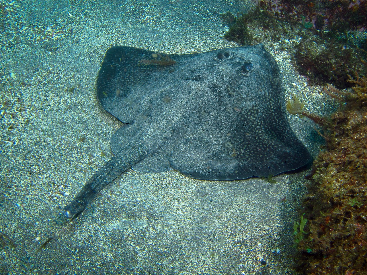 Thornback ray resting calmly on the sand.  Terceira, Azores, Portugal