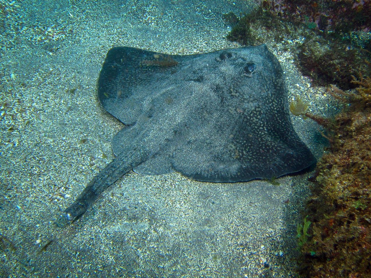 Thornback ray resting calmly on the sand. Terceira, Azores, Portugal