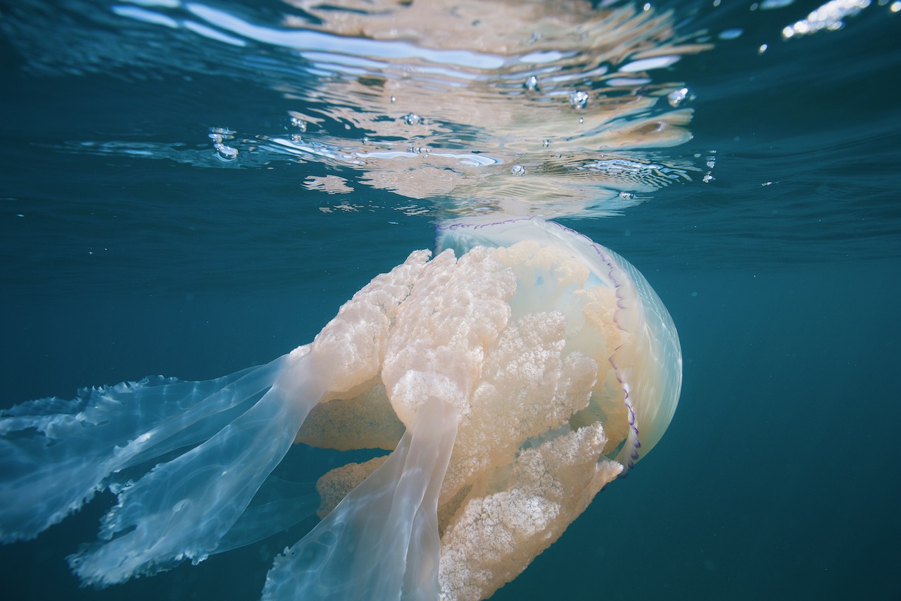 Barrel Jellyfish swimming off the Cornish coast. Images taken in the summer.