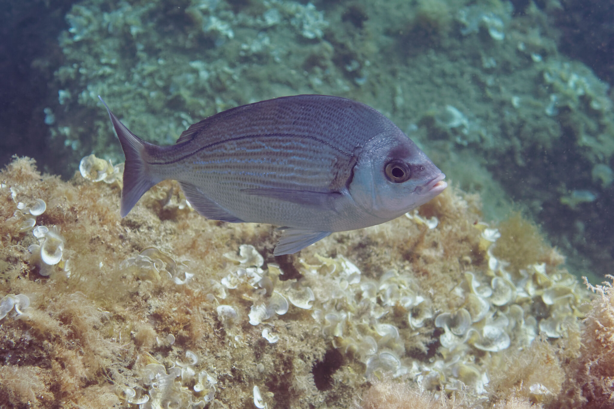 a black seabream in the uk