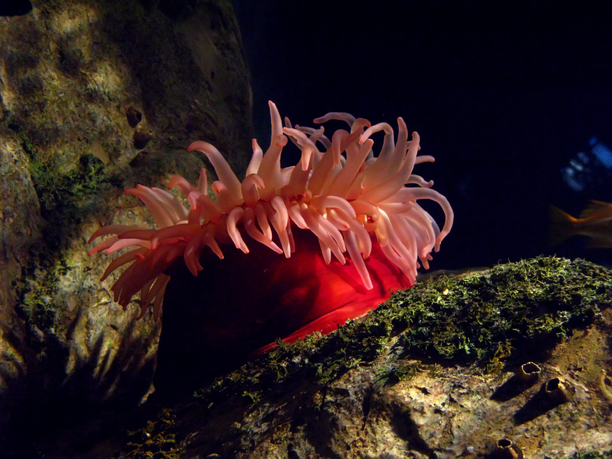 a beadlet anemone in the rocks