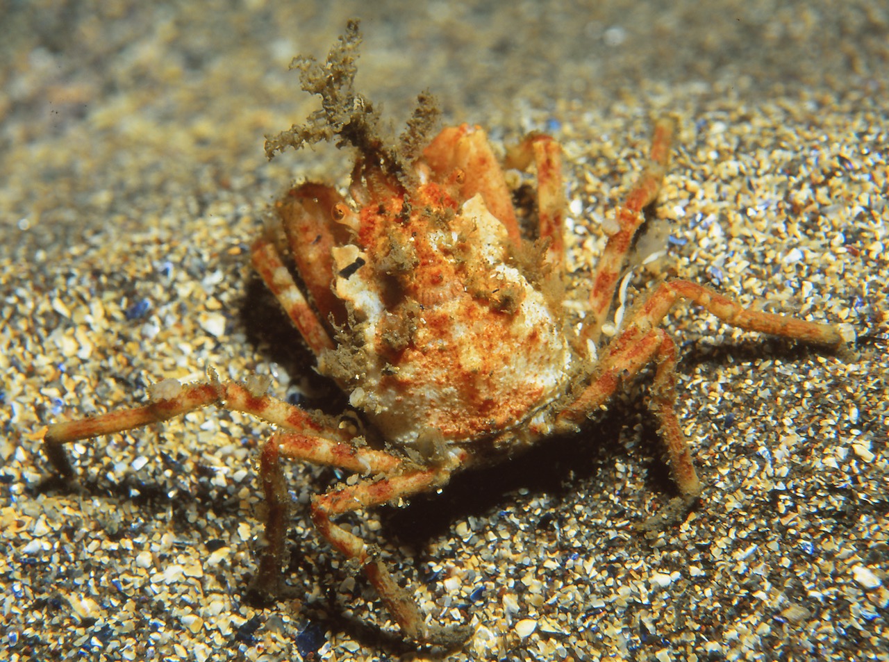 sea toad (also known as great spider crab) on sandy sea bed