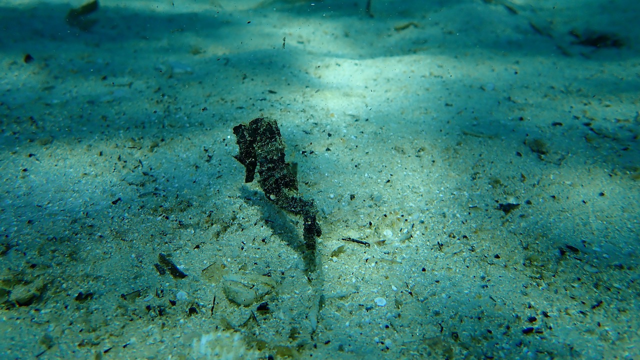 Short snouted seahorse (Hippocampus hippocampus) undersea, Aegean Sea, Greece, Halkidiki