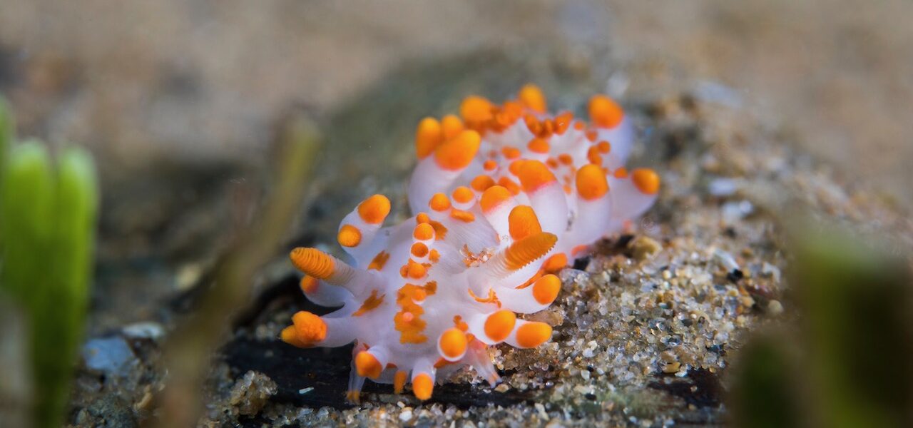 ダイバーに人気の“海の宝石”~ウミウシ