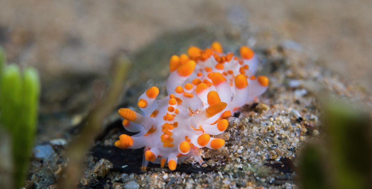 Everything You Want to Know About Sea Slugs & Nudibranchs