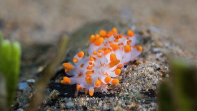 Orange-clubbed sea slug (Limacia clavigera) white-bodied dorid with numerous orange-tipped projections on its body.