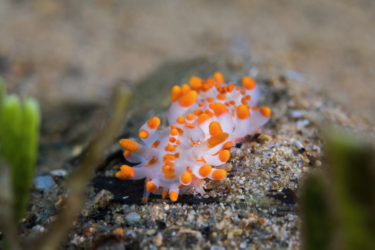 Orange-clubbed sea slug (Limacia clavigera) white-bodied dorid with numerous orange-tipped projections on its body.