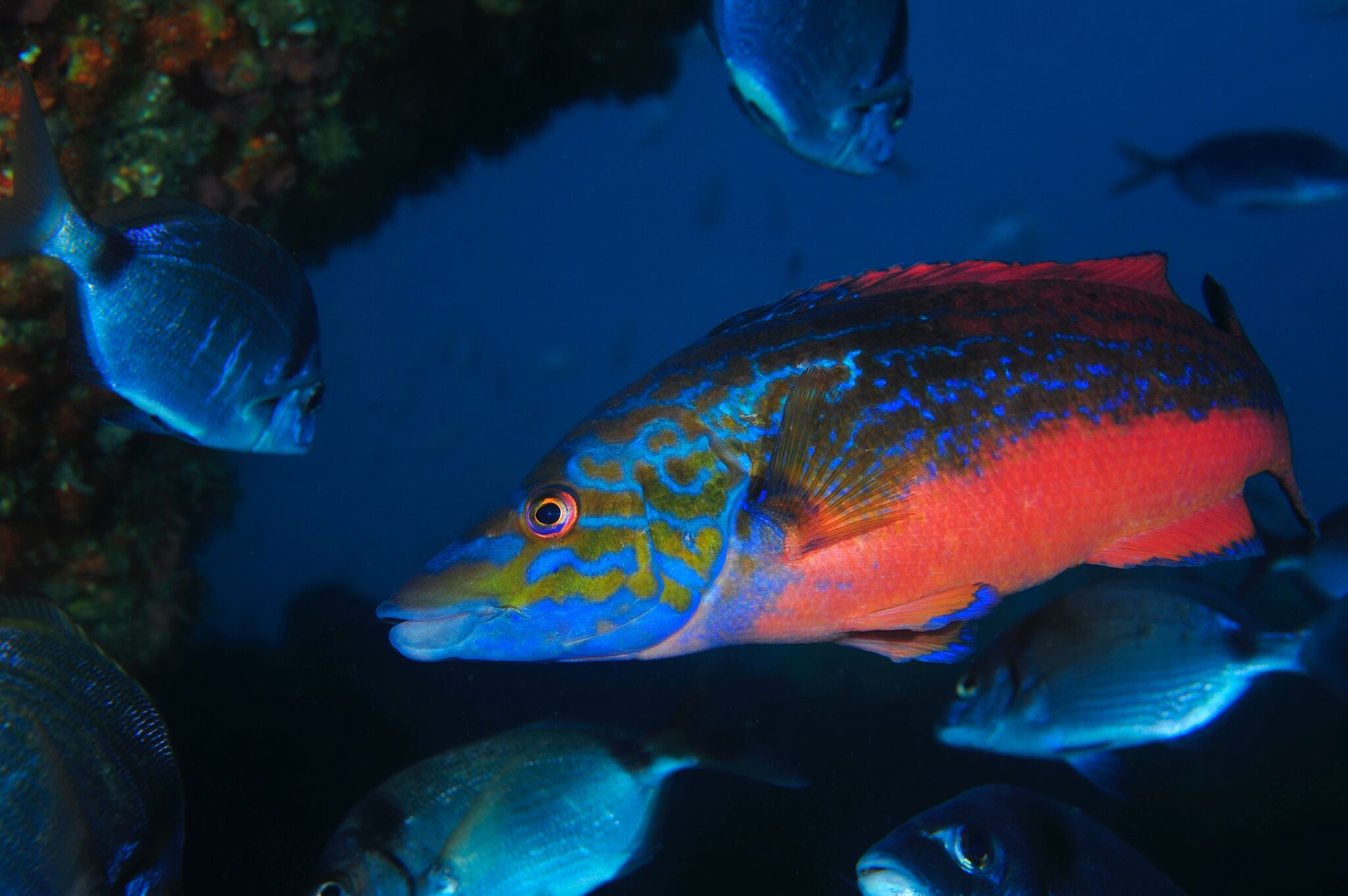 A cuckoo wrasse swims through an underwater cave in the UK