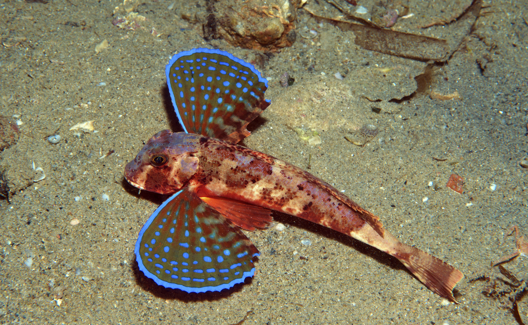 red gurnard fish in uk waters