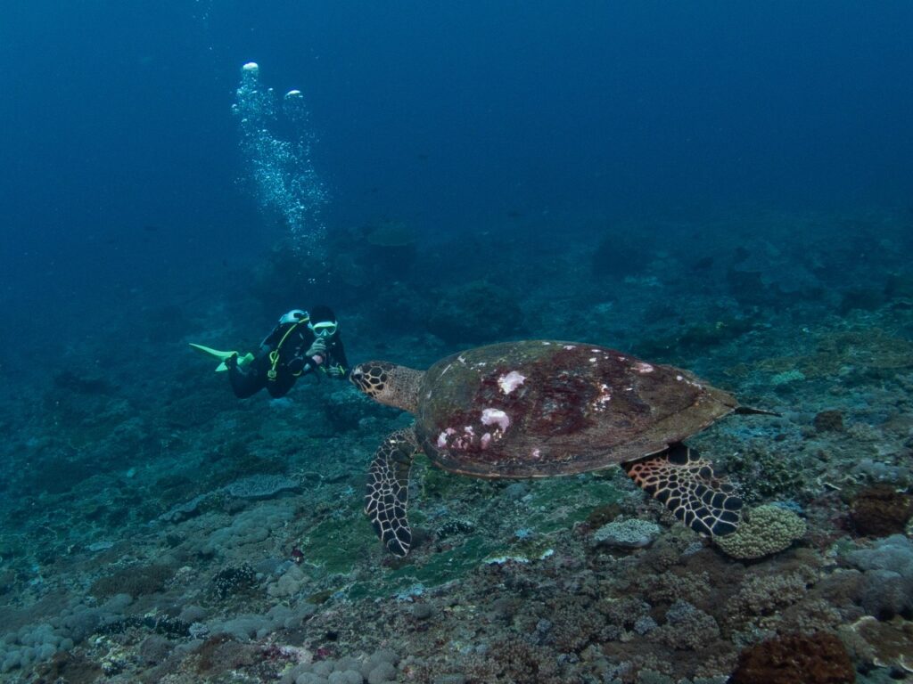 A researcher swims alongside a sea turtle.
