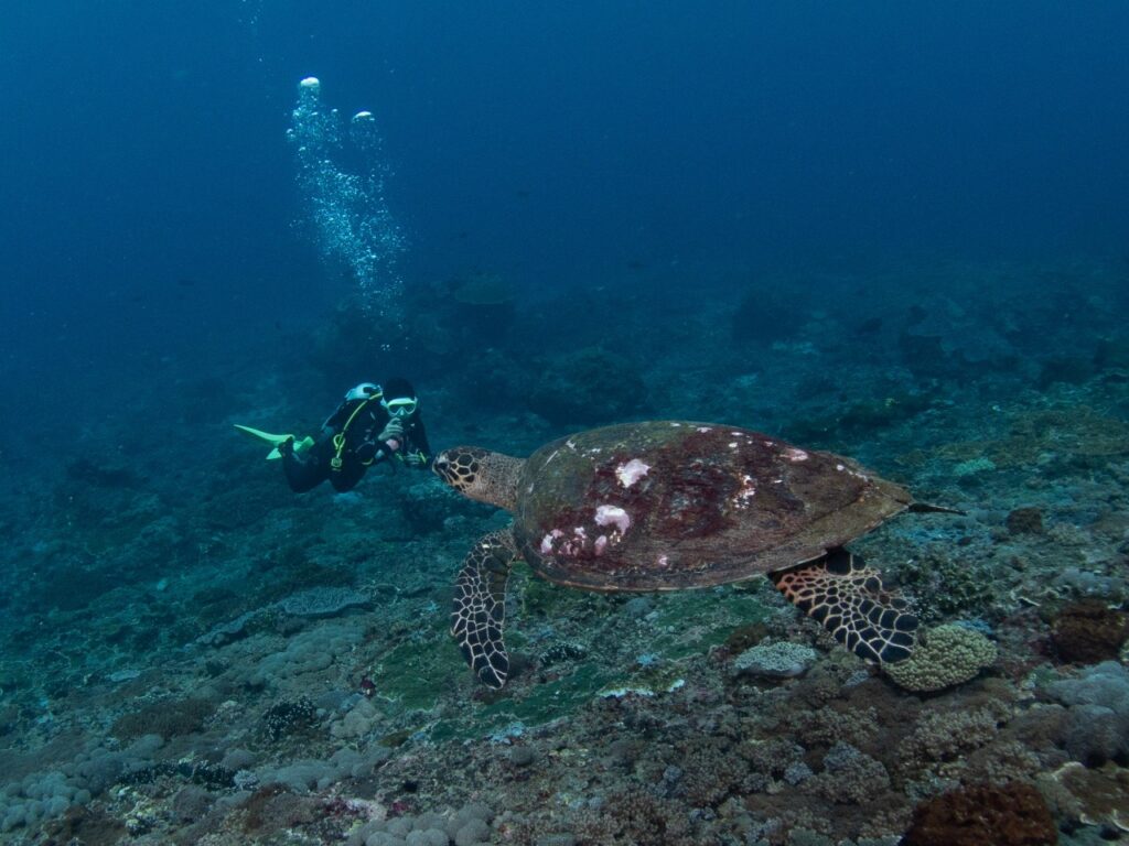 Scuba Diver at 8, Girl Collects 600KG Plastic Waste to Help the Ocean  Breathe