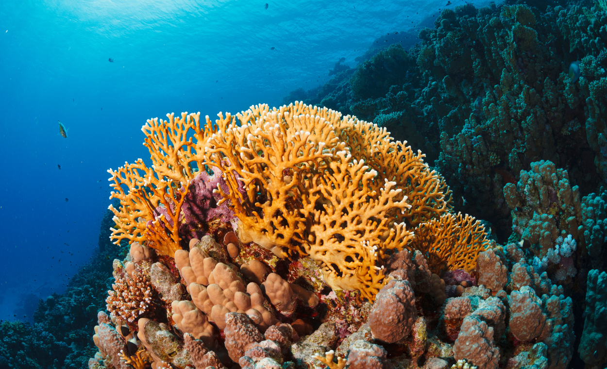 Underwater image of fire coral.