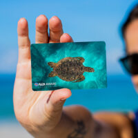 A female diver holding up a certification with a sea turtle on it