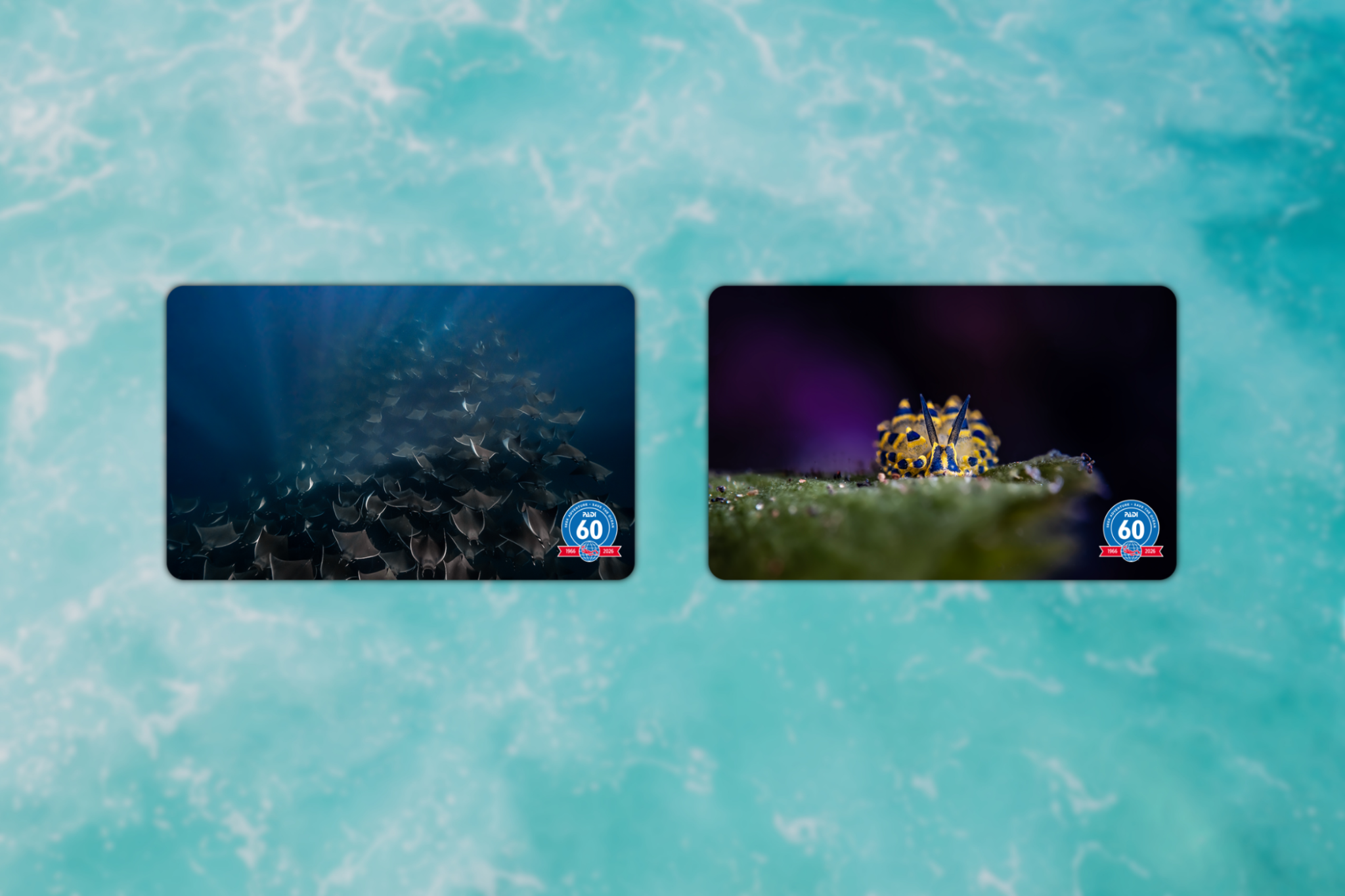 Q3 certification cards - motion of the ocean and little sheep of the sea