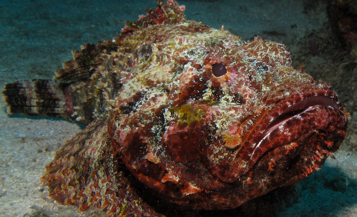 Image of stonefish lying on the ocean floor.