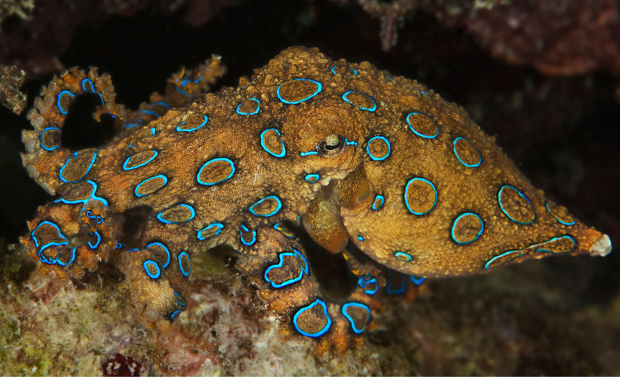 Image of a blue-ringed octopus exploring the reef.
