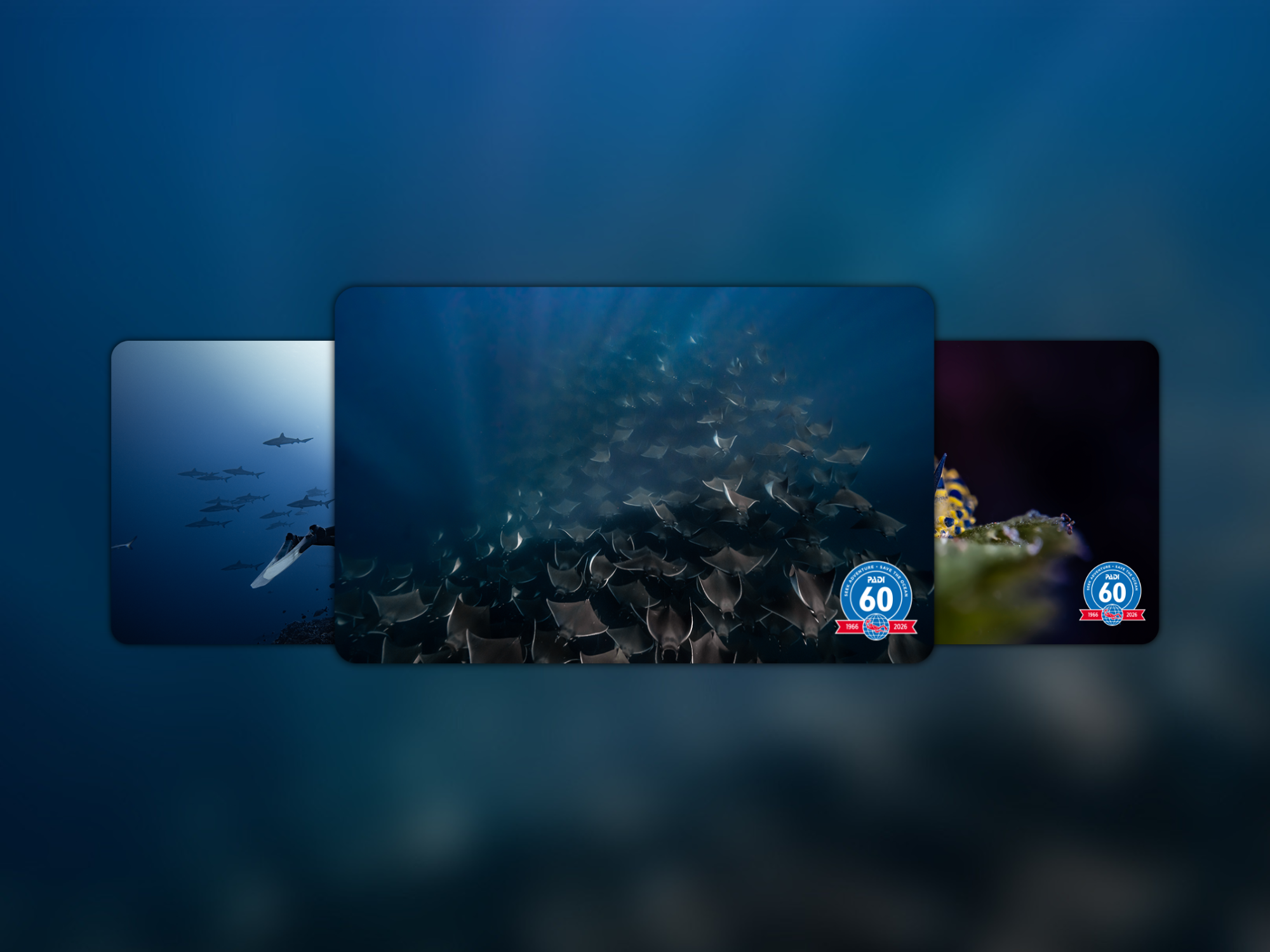 Q3 limited edition certification cards