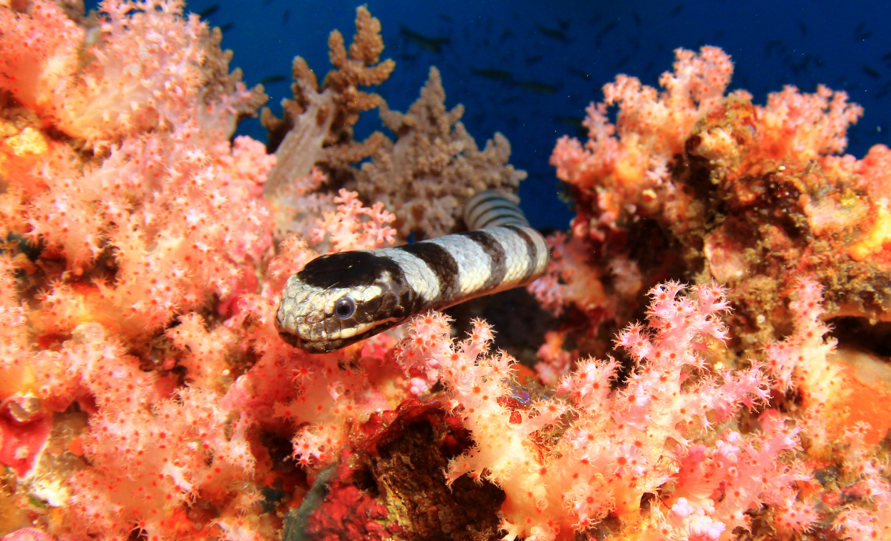 Image of sea snake swimming through the reef.