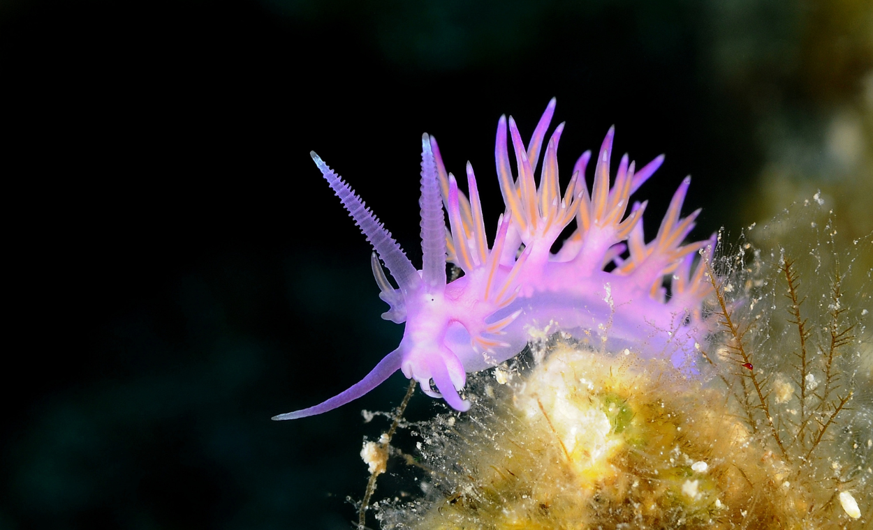 Macro image of a nudibranch.