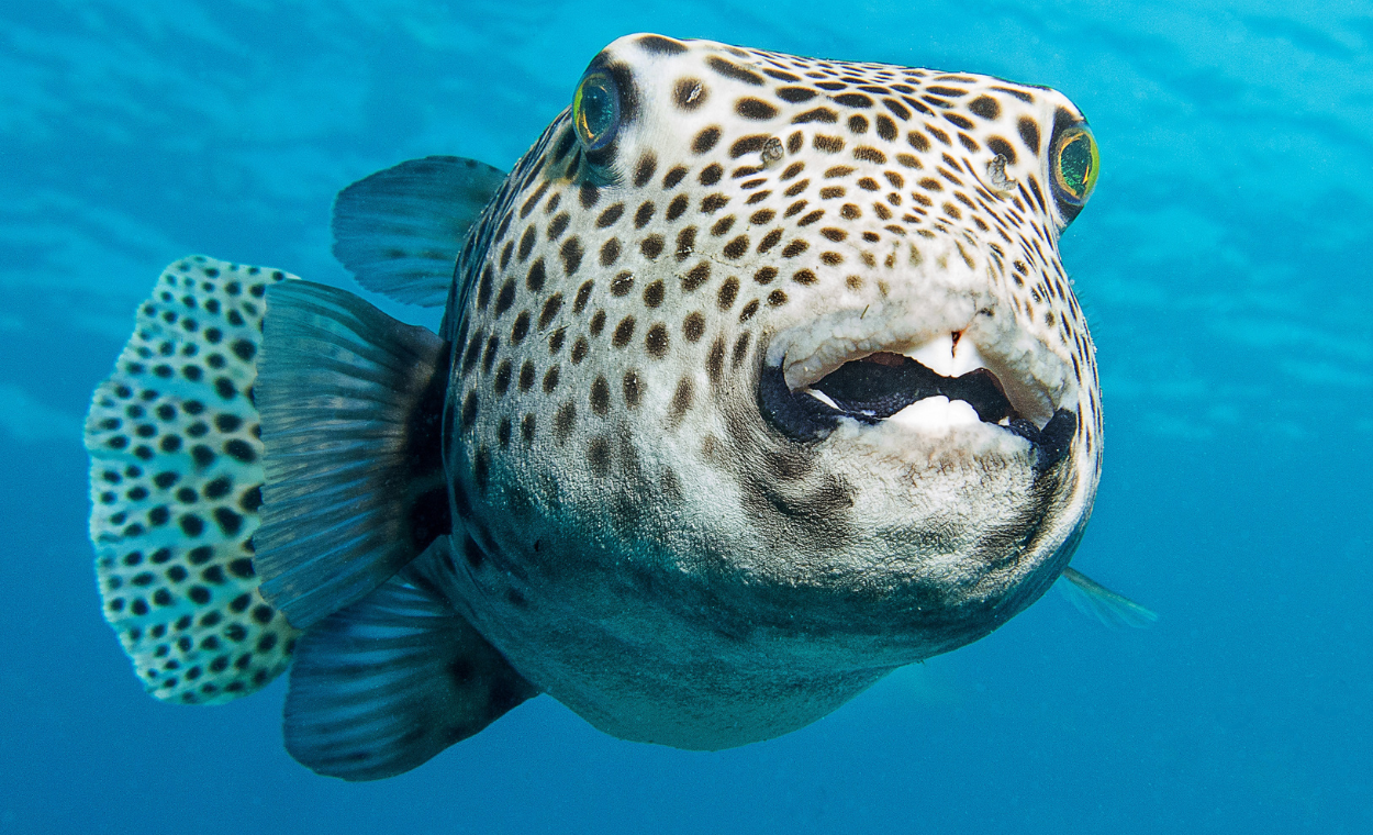 Underwater image of a starry pufferfish.
