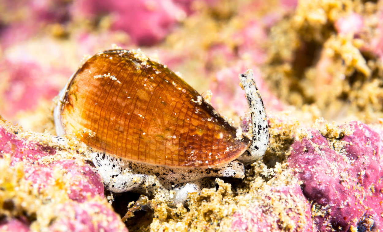 A cone snail hunting along a coral reef and which is one of many nudibranch predators along with crabs and other nudibranchs