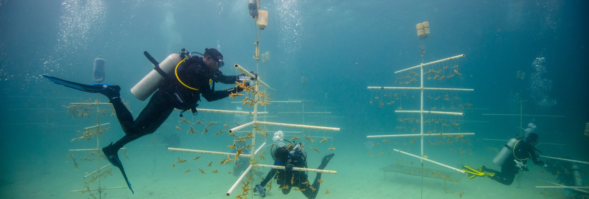 Ocean Conservation Organizations Making a Difference
