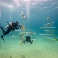the best conservation organizations work together to regrow coral reefs in coral farms underwater