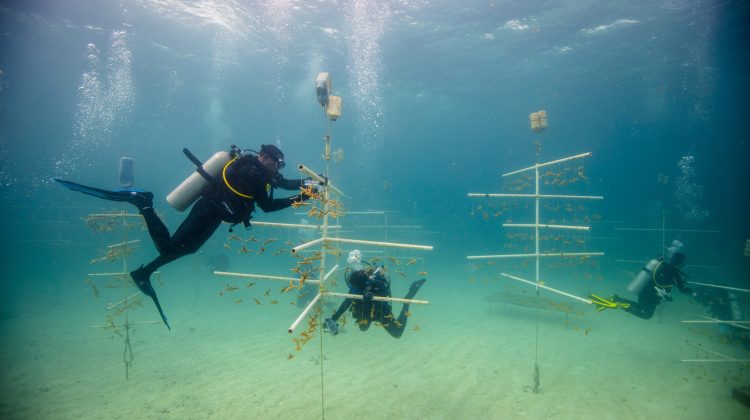 the best conservation organizations work together to regrow coral reefs in coral farms underwater