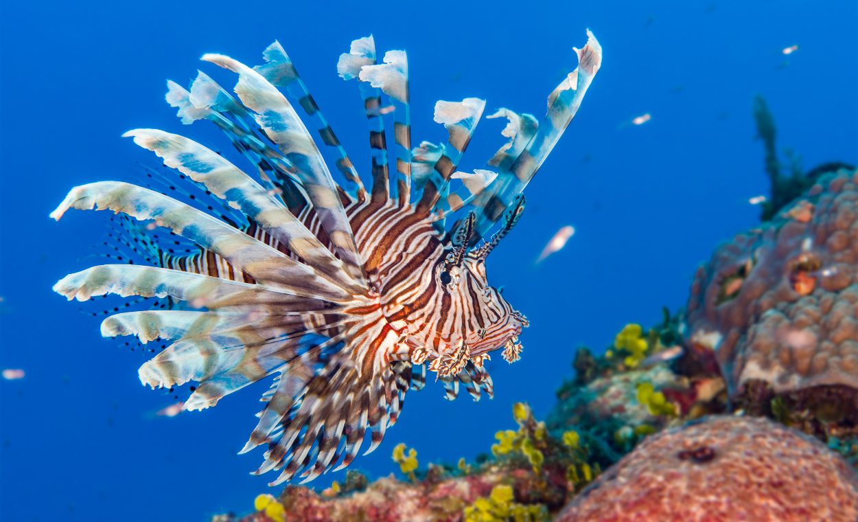 Image of a lionfish swimming along the coral reef.