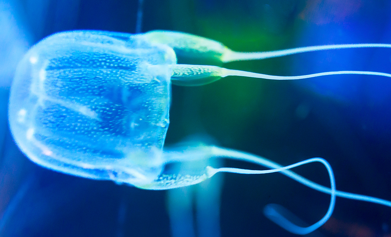 Image of a box jellyfish.