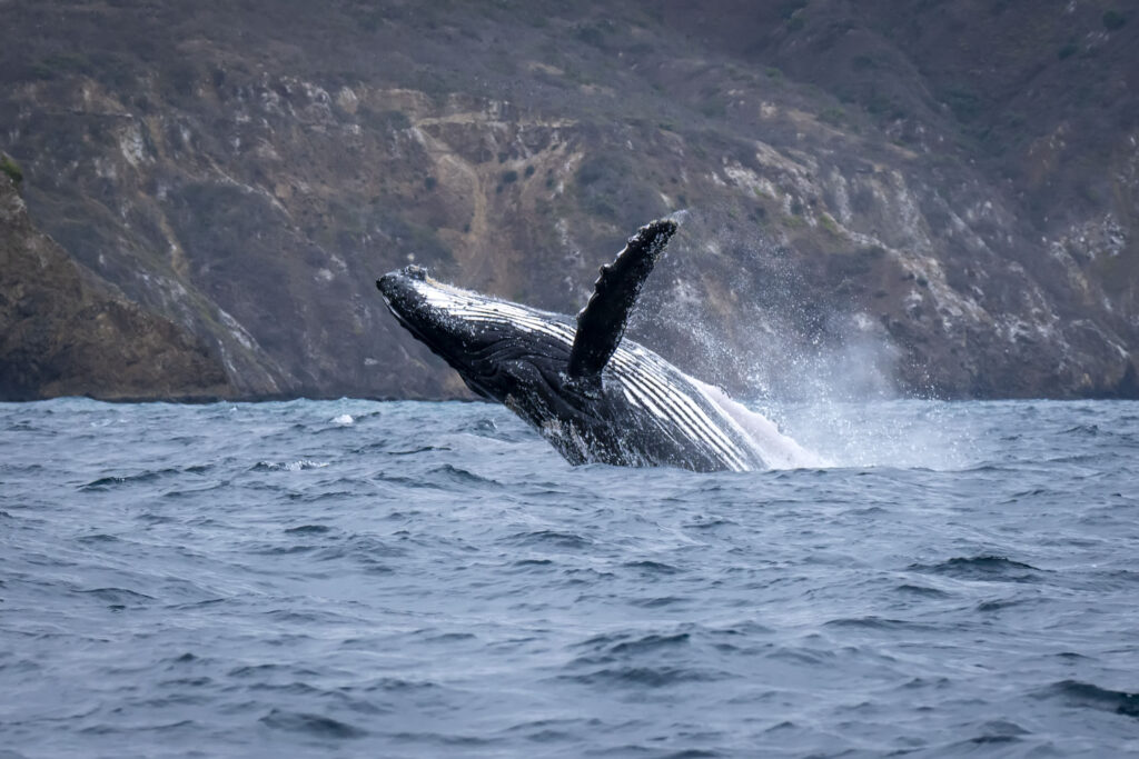 a humpback whale in puerto lopez, ecuador