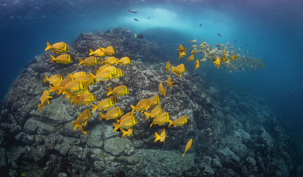 A school of yellow fish in Puerto Lopez, Ecuador