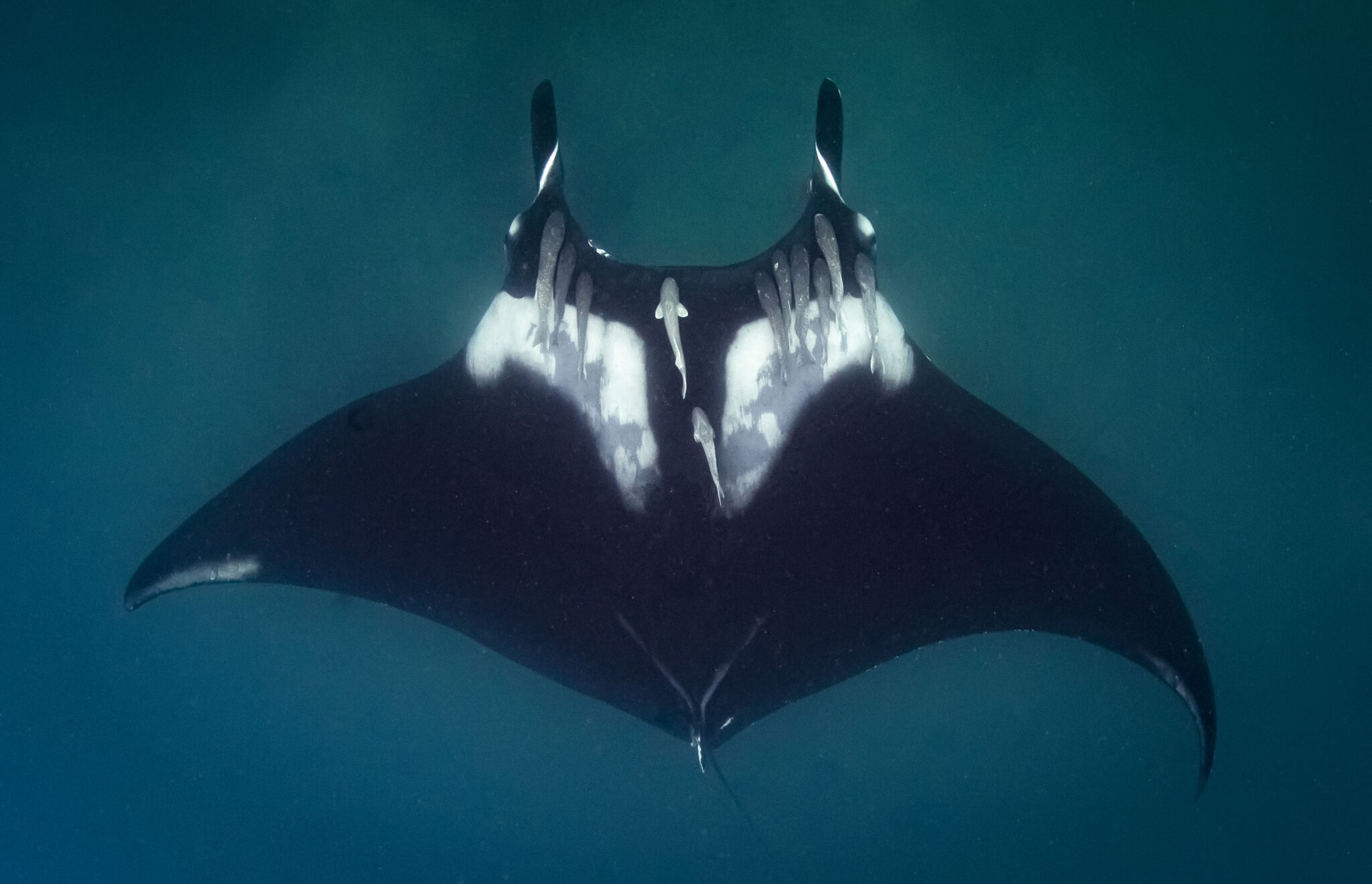 Montarrayas Puerto López: el spa para la agregación de mantarrayas más grande del mundo